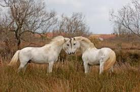 Les Camarguais 