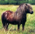 /album/chevaux/imagescagwg8wc-jpg/